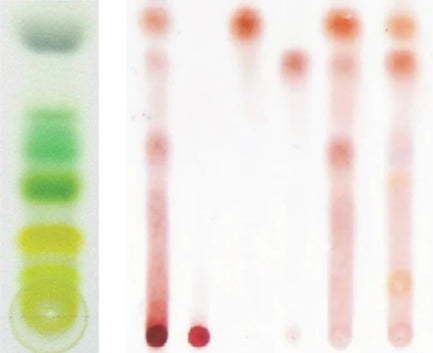 TLC profile of Kinkeliba bioactives