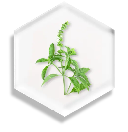 Sweet Dani Basil Extract