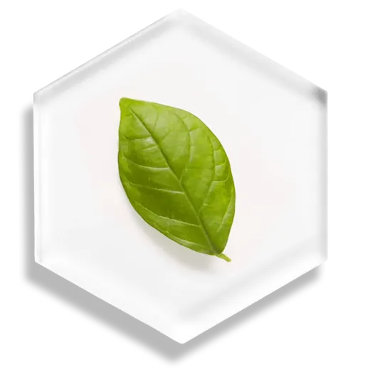 Kinkeliba Tea