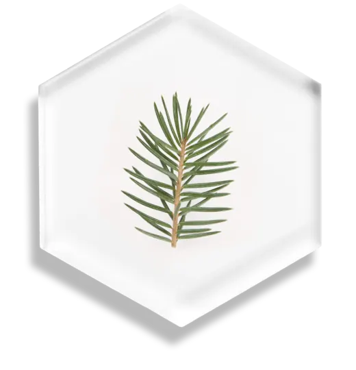 Norway Spruce Extract