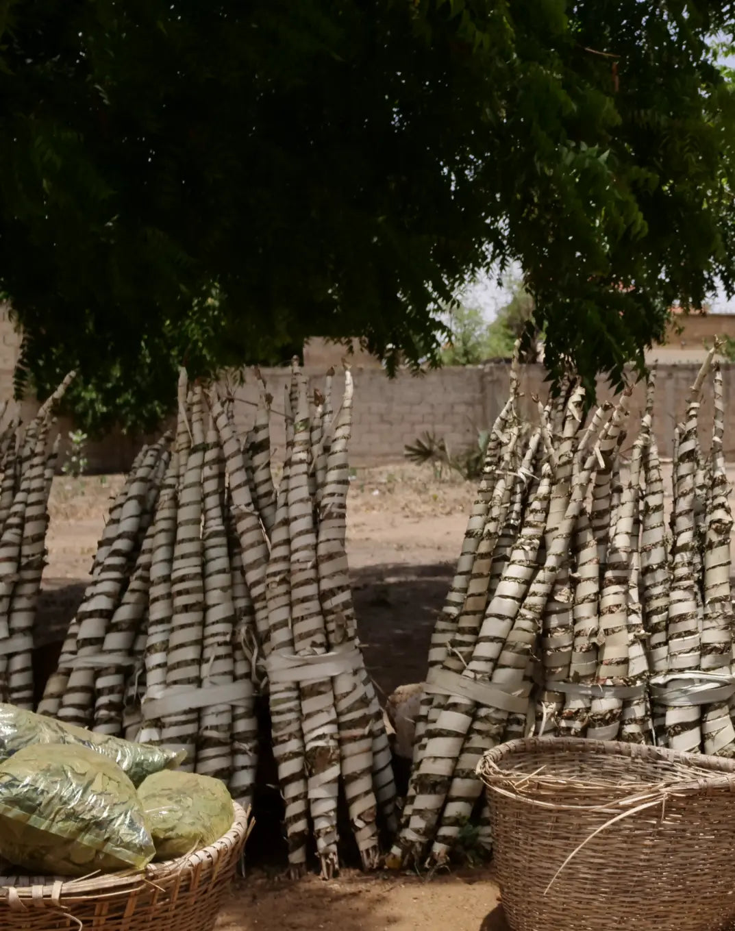 Bundled Kinkéliba branches ready for processing